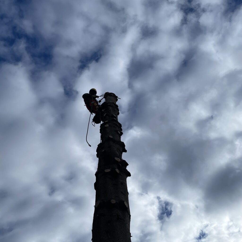 Rizikové kácení vzrostlého smrku pomocí lanové techniky Prostějov