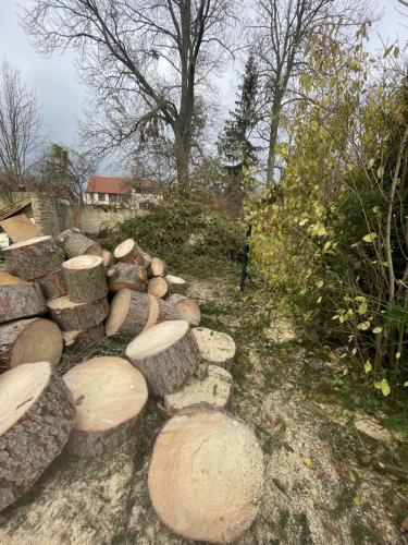 Zpracování pokáceného stromu v Nezamyslicích u Prostějova.